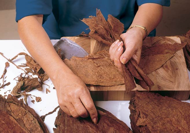 Torcedoran samlar ihop fyllnadsbladen, viker och justerar varje blad för att säkerställa en rak passage för röken i den färdiga Habano | Torcedorens hantverk | Om kubanska cigarrer